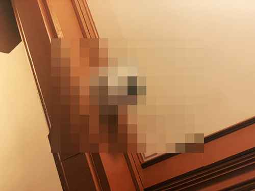 교회 스트리밍 업그레이드,마샬 PTZ 카메라 도입 - 사진 2