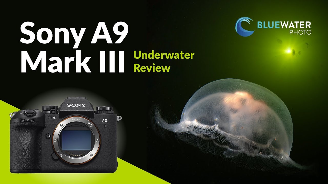 소니 A9 III 수중 리뷰